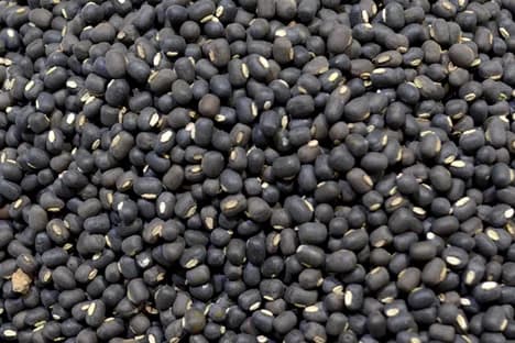 Urad